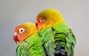 Preview wallpaper lovebirds, parrots, birds, pair, colorful