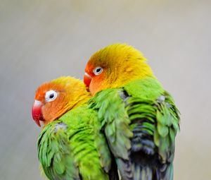 Preview wallpaper lovebirds, parrots, birds, pair, colorful