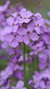 Preview wallpaper lunaria, flowers, petals, purple, macro