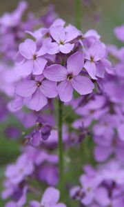 Preview wallpaper lunaria, flowers, petals, purple, macro