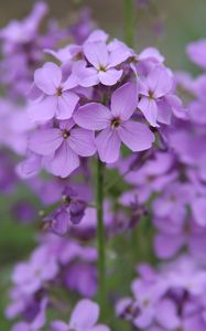 Preview wallpaper lunaria, flowers, petals, purple, macro