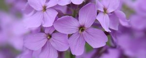 Preview wallpaper lunaria, flowers, petals, purple, macro