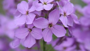 Preview wallpaper lunaria, flowers, petals, purple, macro