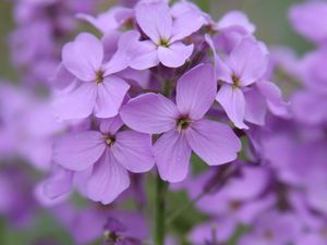 Preview wallpaper lunaria, flowers, petals, purple, macro