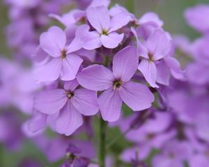 Preview wallpaper lunaria, flowers, petals, purple, macro