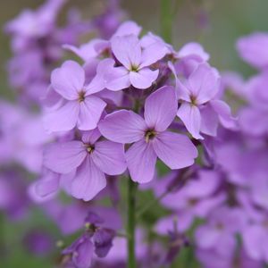 Preview wallpaper lunaria, flowers, petals, purple, macro