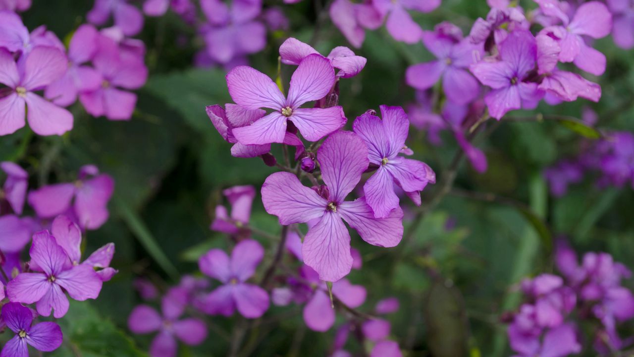 Wallpaper lunaria, flowers, petals, purple