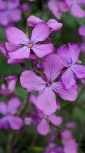 Preview wallpaper lunaria, flowers, petals, purple