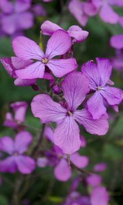 Preview wallpaper lunaria, flowers, petals, purple