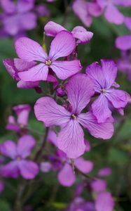 Preview wallpaper lunaria, flowers, petals, purple