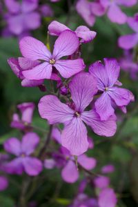 Preview wallpaper lunaria, flowers, petals, purple