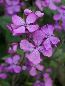 Preview wallpaper lunaria, flowers, petals, purple