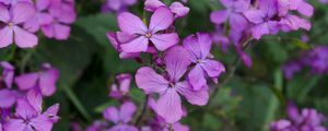 Preview wallpaper lunaria, flowers, petals, purple