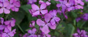 Preview wallpaper lunaria, flowers, petals, purple