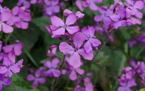 Preview wallpaper lunaria, flowers, petals, purple