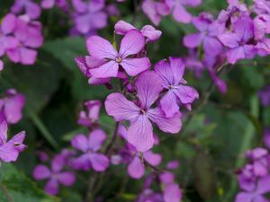 Preview wallpaper lunaria, flowers, petals, purple