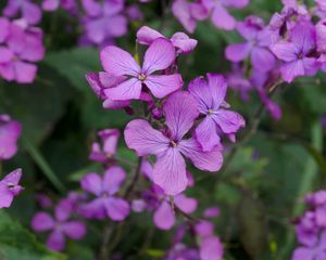 Preview wallpaper lunaria, flowers, petals, purple