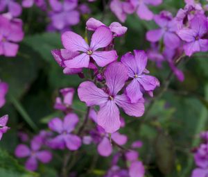 Preview wallpaper lunaria, flowers, petals, purple