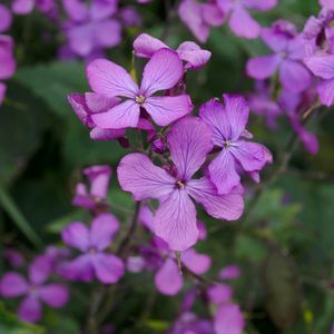 Preview wallpaper lunaria, flowers, petals, purple