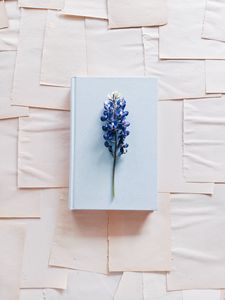 Preview wallpaper lupine, flower, book, paper