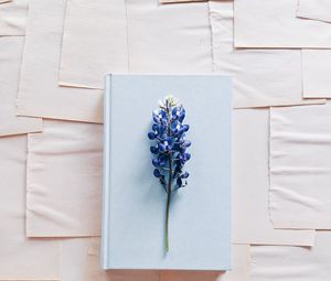 Preview wallpaper lupine, flower, book, paper