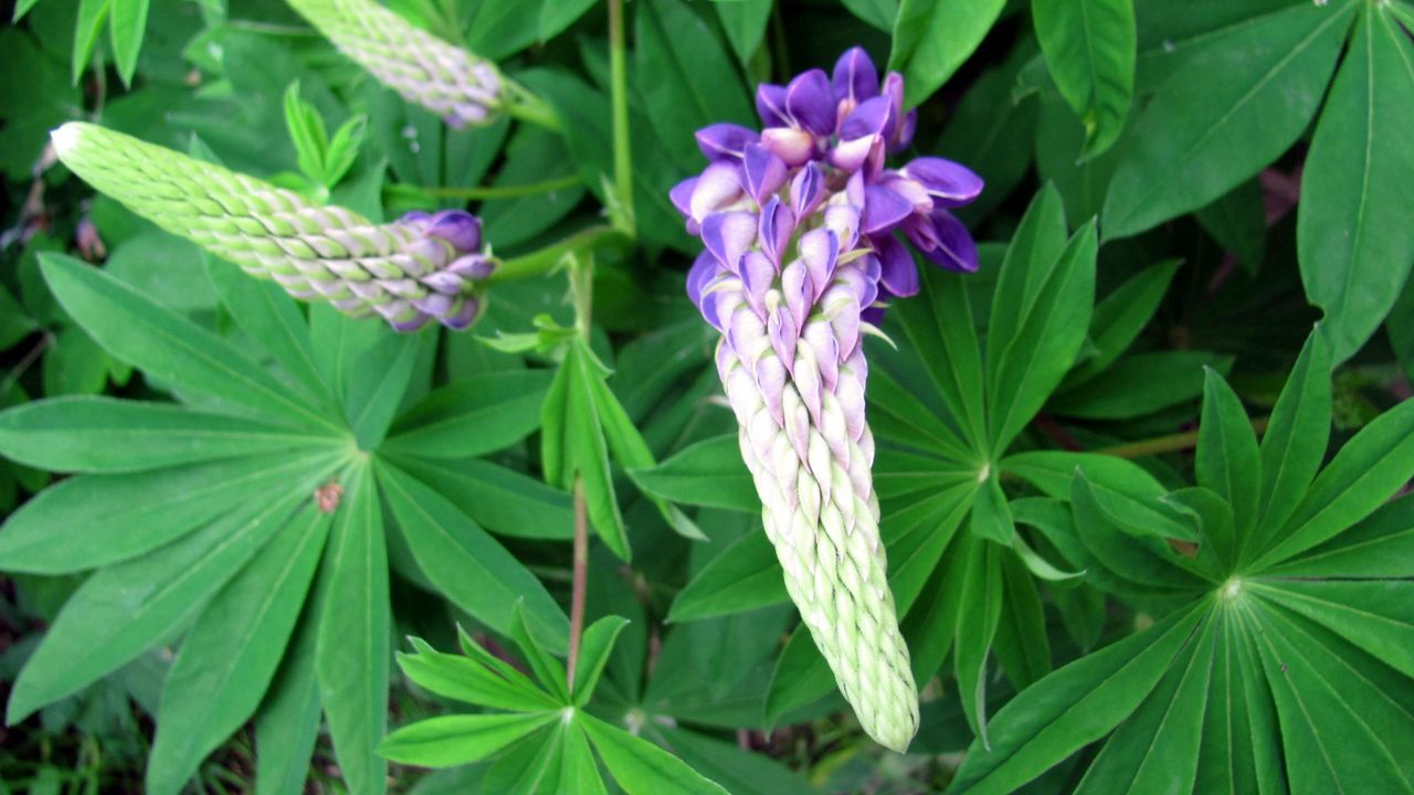 Wallpaper lupine, flower, close up, green