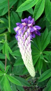 Preview wallpaper lupine, flower, close up, green