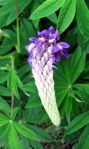 Preview wallpaper lupine, flower, close up, green