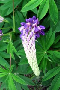 Preview wallpaper lupine, flower, close up, green