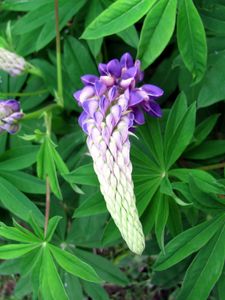 Preview wallpaper lupine, flower, close up, green