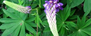 Preview wallpaper lupine, flower, close up, green
