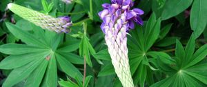 Preview wallpaper lupine, flower, close up, green