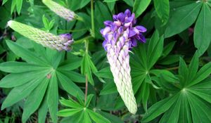 Preview wallpaper lupine, flower, close up, green