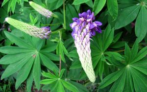 Preview wallpaper lupine, flower, close up, green