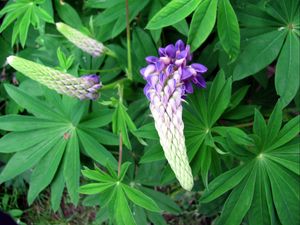 Preview wallpaper lupine, flower, close up, green