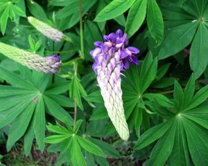 Preview wallpaper lupine, flower, close up, green