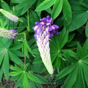 Preview wallpaper lupine, flower, close up, green