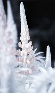 Preview wallpaper lupine, flower, macro, white, pink