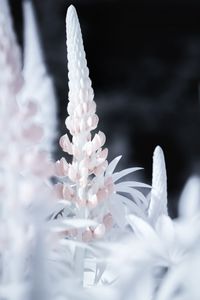 Preview wallpaper lupine, flower, macro, white, pink