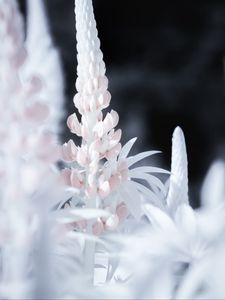 Preview wallpaper lupine, flower, macro, white, pink