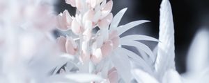 Preview wallpaper lupine, flower, macro, white, pink