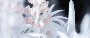 Preview wallpaper lupine, flower, macro, white, pink