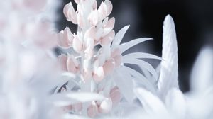 Preview wallpaper lupine, flower, macro, white, pink