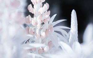 Preview wallpaper lupine, flower, macro, white, pink