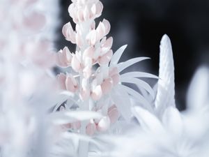 Preview wallpaper lupine, flower, macro, white, pink