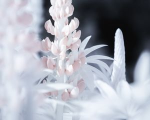 Preview wallpaper lupine, flower, macro, white, pink