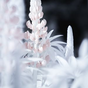 Preview wallpaper lupine, flower, macro, white, pink