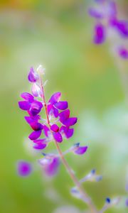 Preview wallpaper lupine, flower, petals, purple, blur