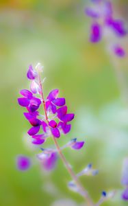 Preview wallpaper lupine, flower, petals, purple, blur