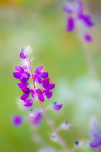 Preview wallpaper lupine, flower, petals, purple, blur